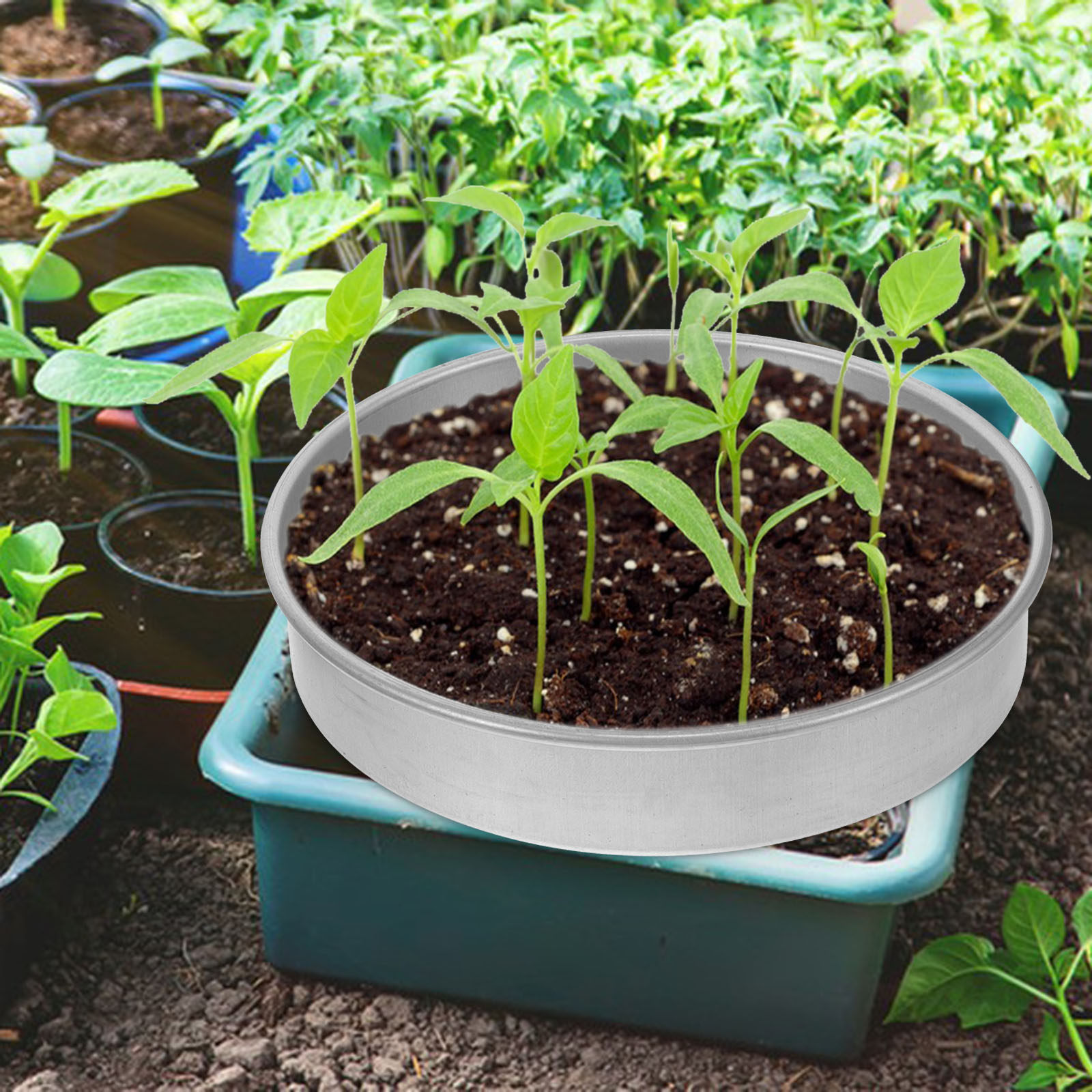 ชุดถาดเพาะเมล็ดสแตนเลส 1 ชุด ส - Seed Starter Trays บทวิจารณ์และราคา