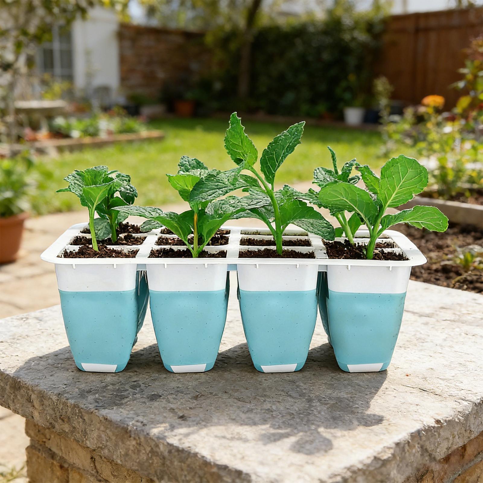 ถาดเพาะเมล็ดซิลิโคน 5 ชิ้น 60  - Seed Starter Trays บทวิจารณ์และราคา
