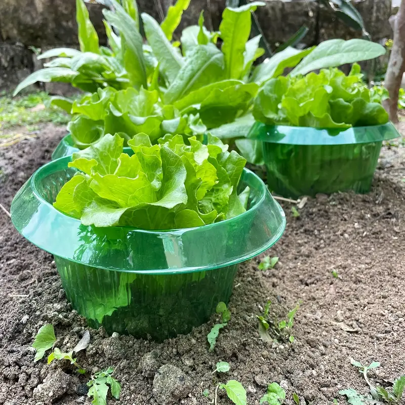 พืช Slug ป้องกันแหวนผักฝาครอบพ - Gardening Tools Green บทวิจารณ์และราคา