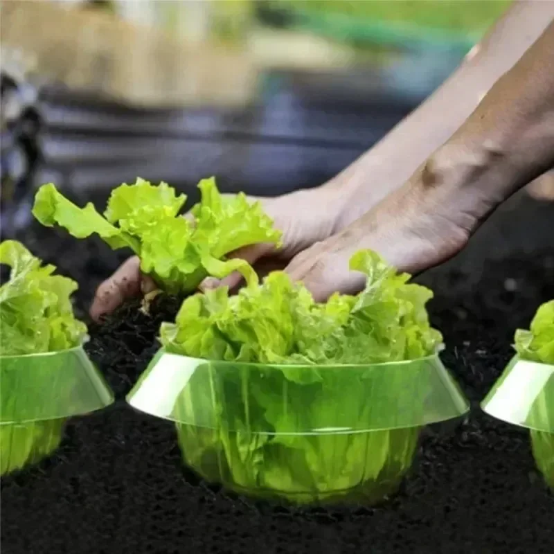 พืช Slug ป้องกันแหวนผักฝาครอบพ - Gardening Tools Green บทวิจารณ์และราคา